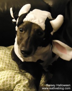 Reise Cow Headshot 2